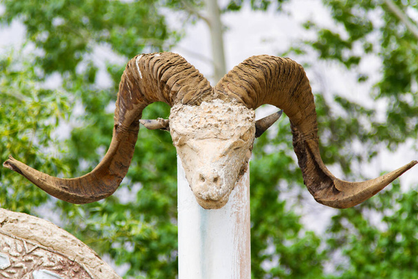 череп овцы Марко Поло в Памире, Таджикистан, Центральная Азия
 - Фото, изображение