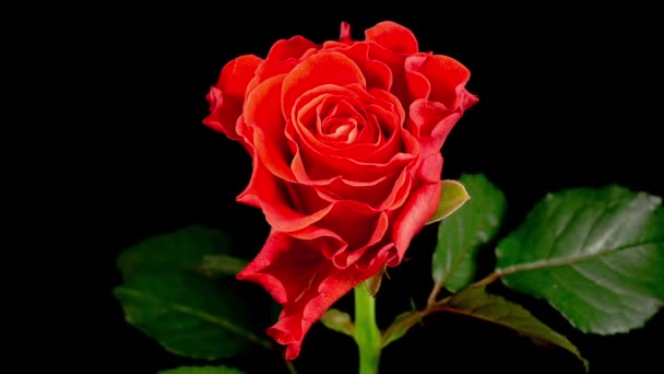 Schöne Zeitraffer der Eröffnung und welkt Koralle Rose Blume auf schwarzem Hintergrund. - Filmmaterial, Video