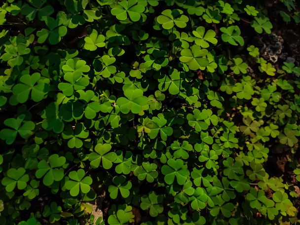 Oxalis corniculata, the creeping woodsorrel, resembles the common yellow woodsorrel, Oxalis stricta. It is a somewhat delicate-appearing, low-growing, herbaceous plant in the family Oxalidaceae. - Photo, Image