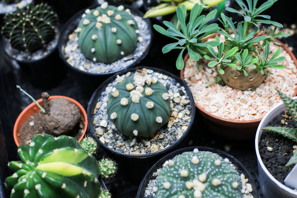 House plants miniature cactus pot with small stones placed special prickly decorate in the garden farm is blooming / various types beautiful cactus market.Business selling cactus in a tree shop - Photo, Image