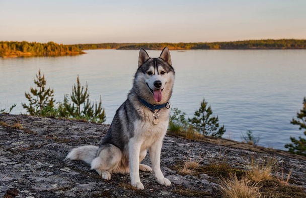Siberian husky dog happy. sitting on the background of the lake. - Foto, afbeelding