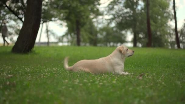  Pies rasy Labrador wykonuje polecenia i sztuczki - Materiał filmowy, wideo