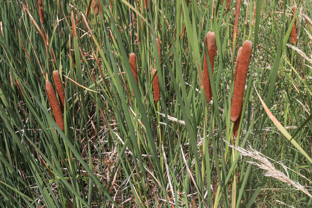 bulrushes in a wetlands flora reserve - Photo, Image
