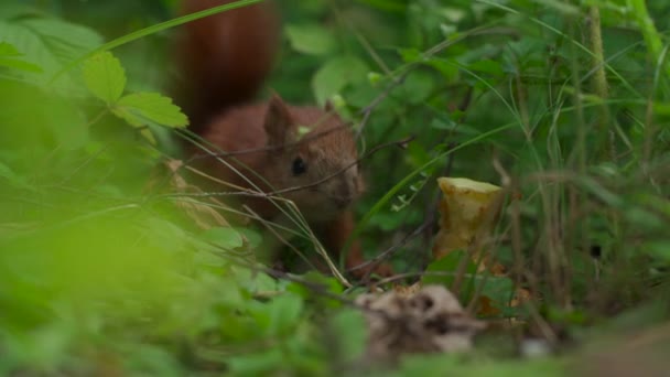Veverčí mládě jí jablečné lupínky v zahradě - Záběry, video