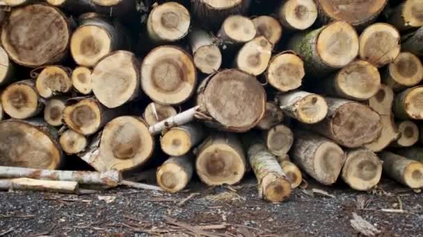 Couper des troncs d'arbres. Des piles de bois. Des arbres abattus. Services de coupe de bois. Surface en bois. - Séquence, vidéo