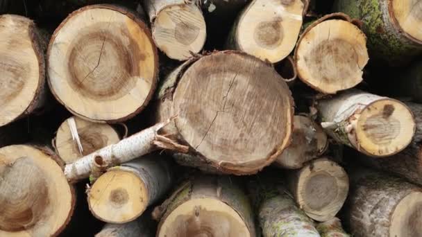 Tagliare tronchi d'albero. Pile di legname. Alberi abbattuti. Servizi di taglio del legno. Superficie in legno. - Filmati, video