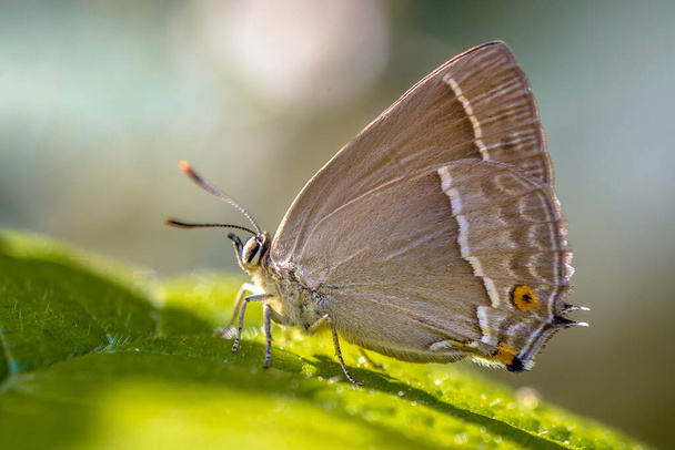 Striscia di capelli viola (Neozephyrus quercus) farfalla mangiare zuccheri su foglie di quercia - Foto, immagini