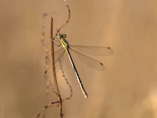 Southern emerald damselfly (Lestes barbarus) perched on twig against tranquil brown background - Photo, Image