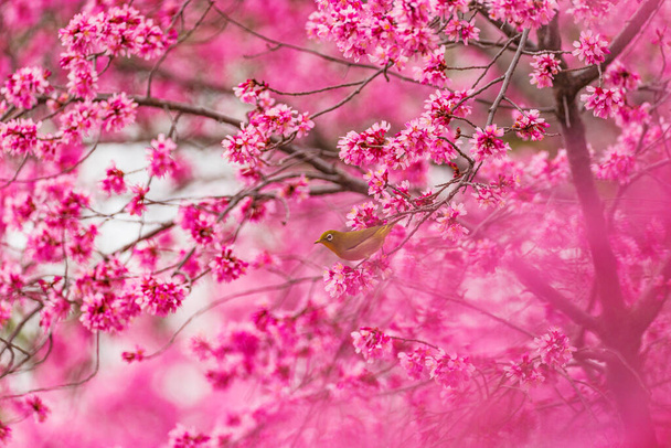 白い目と桜 - 写真・画像