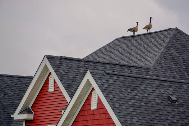 Para gęsi kanadyjskich (Branta canadensis) na dachu domu w Delaware, USA. - Zdjęcie, obraz