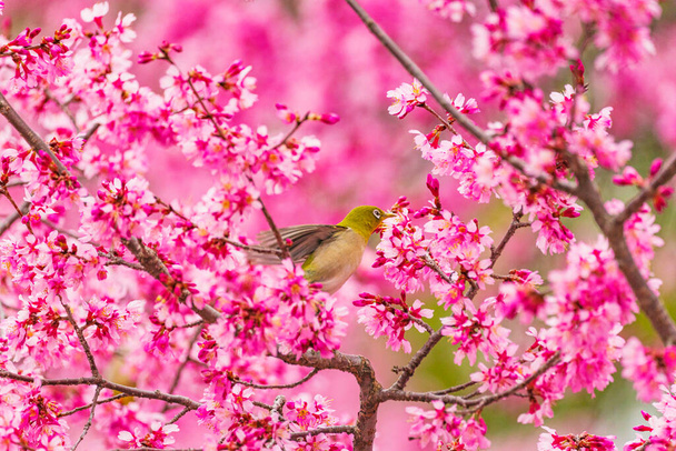 Ojo blanco japonés y flores de cerezo
 - Foto, imagen