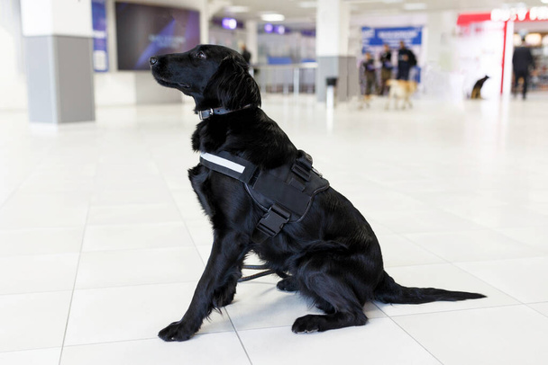 Primer plano retrato de un perro para detectar drogas en el aeropuerto de pie cerca del aeropuerto. Vista horizontal
. - Foto, imagen