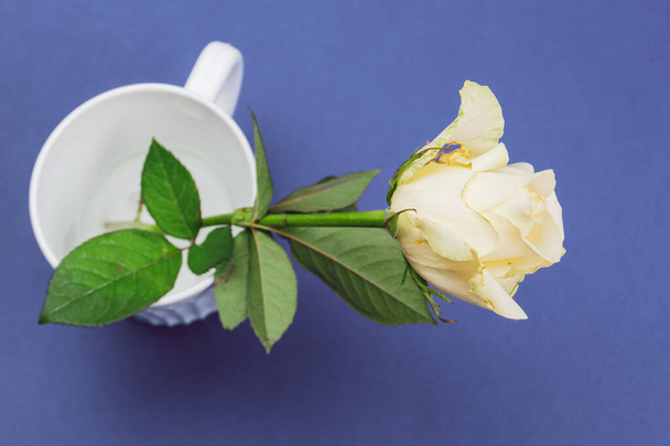 White rose on blue background - Fotografie, Obrázek