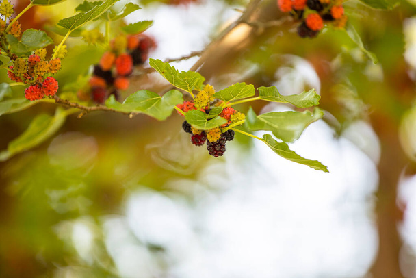 reife schwarze Maulbeeren auf einem Baum an einem sonnigen Tag im heimischen Garten, verschwommener Hintergrund, natürlich - Foto, Bild