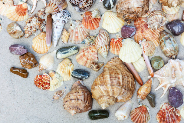 Seashells, sea stars, coral and stones on the sand, summer beach sea background travel concept - 写真・画像