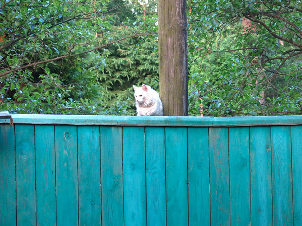 een witte kat zit op een groen hek naast een boom - Foto, afbeelding