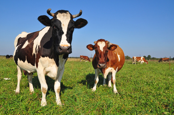 Cows on a summer pasture. - Valokuva, kuva