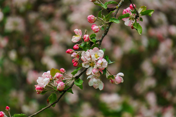 庭の枝にリンゴの木の淡いピンクの花と芽 - 写真・画像