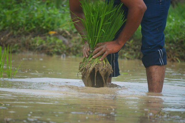 Un hombre sosteniendo el paquete de plantas de arroz y sumergiéndolo en agua
 - Foto, Imagen