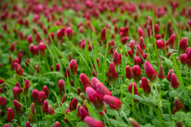 Campo florescente de trevo vermelho
 - Foto, Imagem