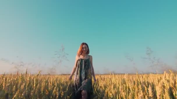 Frau, die bei Sonnenuntergang auf einem Feld aus goldenem Weizen vor der Kamera läuft. Eine Frau lächelt und berührt Weizen mit ihren Händen. - Filmmaterial, Video