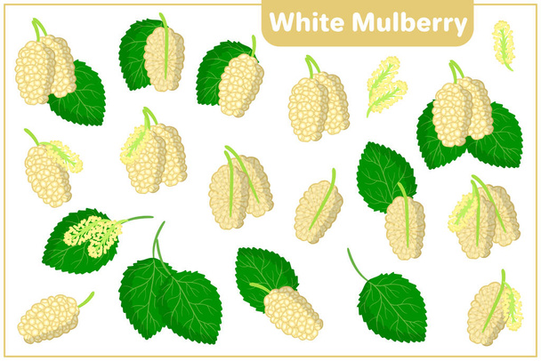 Set of vector cartoon illustrations with whole, half, cut slice White Mulberry exotic fruits, flowers and leaves isolated on white background - Vector, Image