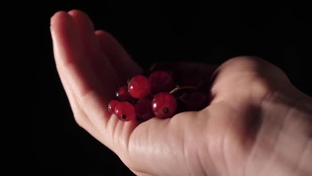 Esta jugosa corona de bayas de grosella roja en una mano femenina que brilla a partir de la iluminación profesional artificial sobre un fondo negro aislado de cerca
.  - Metraje, vídeo