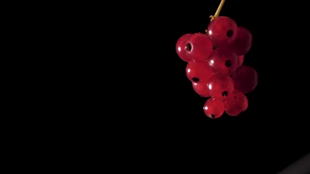 This juicy crown of red currant berries sparkles from artificial professional lighting on a black isolated background close up.  - Footage, Video