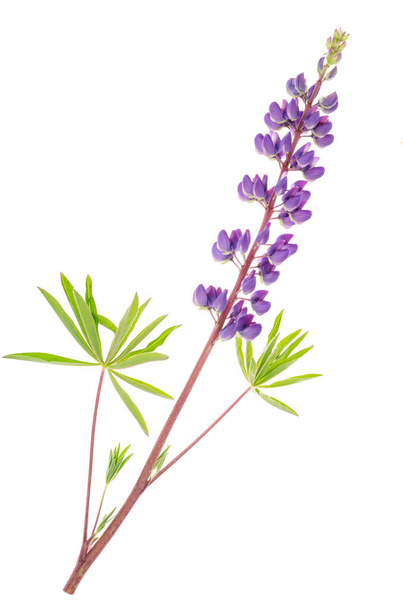 Purple lupine on white background isolated on white. Studio Photo - Photo, Image