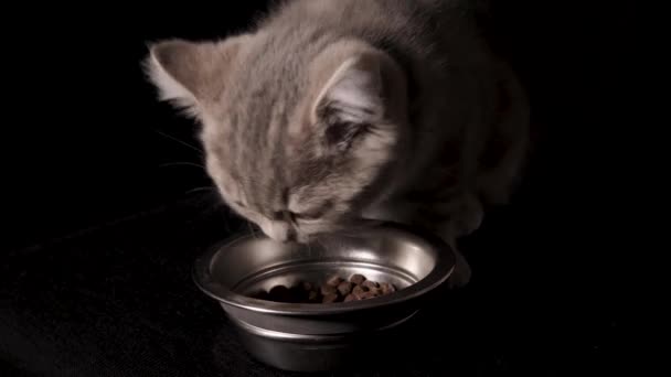 Deze stockvideo toont een close-up van een Schots Straight kitten etend kattenvoer op een zwarte geïsoleerde achtergrond. - Video