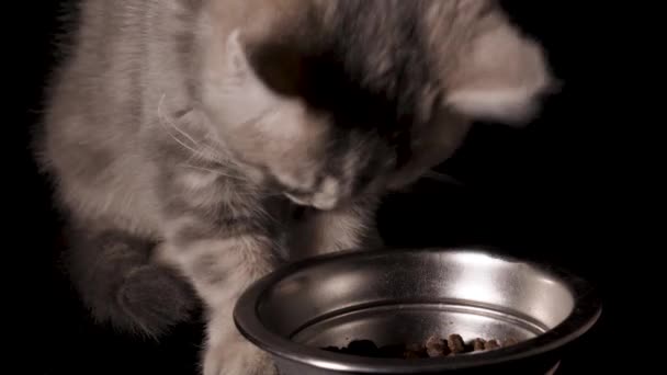 У цьому відео показано, як шотландське пряме кошеня їсть котячу їжу на чорному ізольованому фоні.. - Кадри, відео