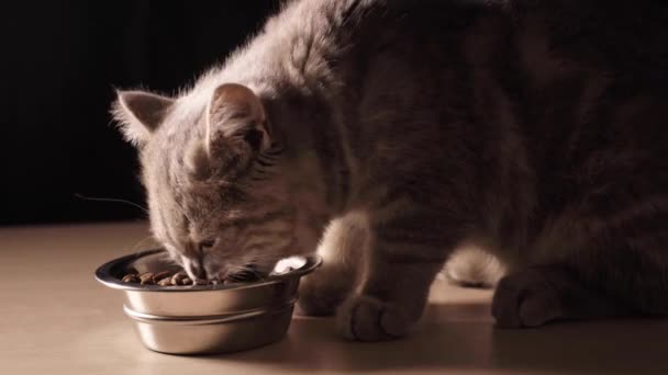 Vier maanden oude Schotse Straight kitten eet droog kattenvoer uit een kom van dichtbij op een zwarte achtergrond. Beelden worden in real time gemaakt met studio kunstmatige professionele verlichting in 4K.  - Video