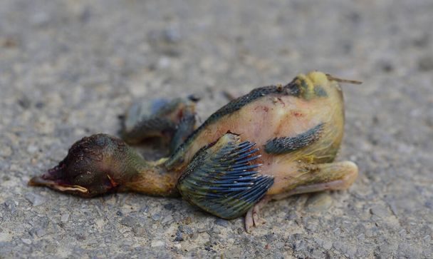 Close-up of a young, immature bird that has fallen out of its nest and has died - Photo, Image