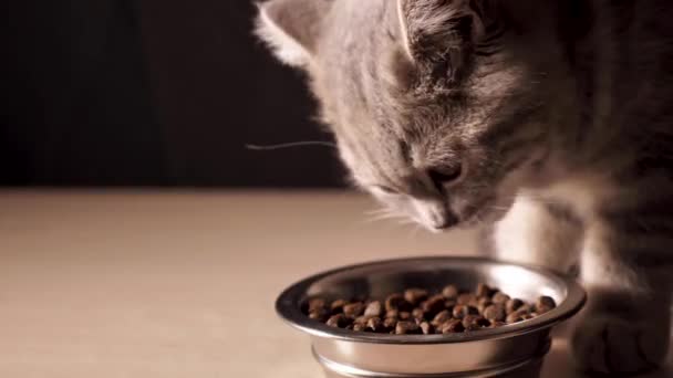 Vier maanden oude Schotse Straight kitten eet droog kattenvoer uit een kom van dichtbij op een zwarte achtergrond. Beelden worden in real time gemaakt met studio kunstmatige professionele verlichting in 4K.  - Video