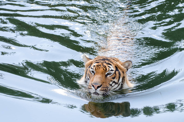 a narancssárga tigris fürdik a vízben, a tigris úszik, állatkert Praha - Fotó, kép