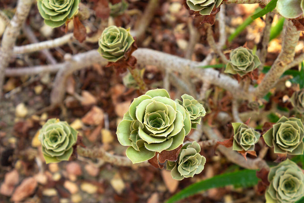 Green Aeonium Arboreum plant, succulent roses, unusual flowers wallpaper - Photo, Image