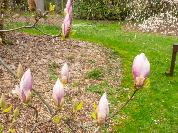 De magnolia ("Magnolia soulangeana") is een hybride plant uit de familie "Magnoliaceae". Het is een loofboom met grote, vroeg bloeiende bloemen in verschillende tinten wit, roze en paars. - Foto, afbeelding