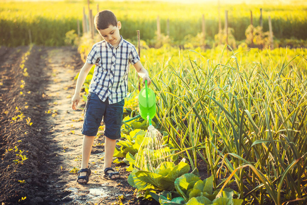 Cute boy watering vegetables in the garden on a summer sunny day. eco farm assistant - Foto, imagen