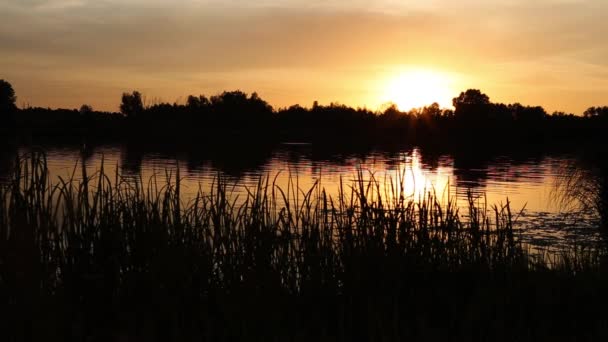 Auringonlasku joen Ukrainassa, Kiovan alueella kesäkuussa kesällä. Luonnollinen ääni  - Materiaali, video