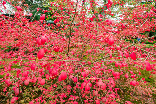 Vista de cerca de hojas rojas de otoño vívidas y ramas secas en Kenroku-en Park en Kanazawa, Japón, noviembre
. - Foto, imagen