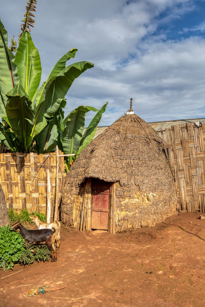 エチオピアのドルゼ村にある伝統的な象形の小屋。. - 写真・画像