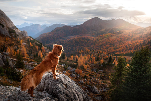 dog in the autumn mountains at sunset . Nova Scotia Duck Tolling Retriever in dolomites Alps. Italian landscape. color fall - Foto, imagen