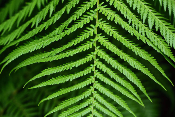 Close-up of green fresh fern fronds against dark background in nature - Fotoğraf, Görsel