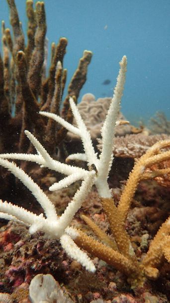 A Tioman-szigeten található korallzátonyok területén előforduló korallbetegség - Fotó, kép
