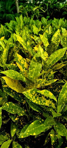 Vertikální záběr zblízka Garden Corton, japonské vavřínové rostliny různých odstínů uvnitř rostlinné školky v Novém Dillí, Indie - Fotografie, Obrázek