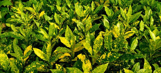 Green and yellow garden corton, Japanese laurel plants of different shade inside the plant nursery in New Delhi, India - Photo, Image