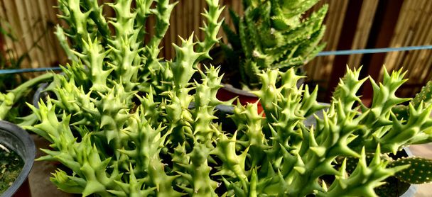 Green Stapelia succulent plant with thorns inside the plant nursery in New Delhi, India - Photo, Image