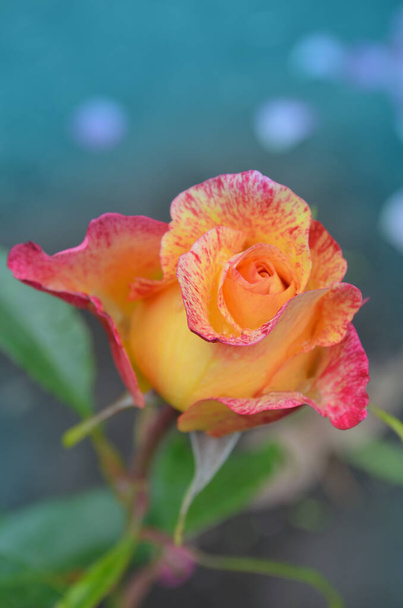 Rosa arancio fiorita in giardino. Rosa inglese arancione fiorente  - Foto, immagini