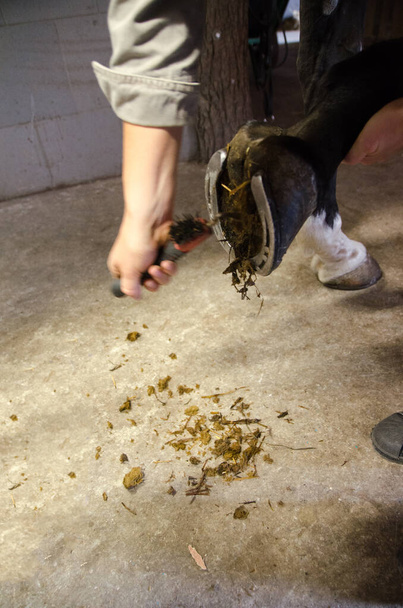 дівчина очищає копита коричневого коня всередині стайні, прибираючи після верхової їзди
 - Фото, зображення
