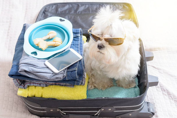 Pequeno cão maltês sentado na mala ou saco usando óculos escuros e esperando por uma viagem - Foto, Imagem